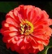 zinnia time